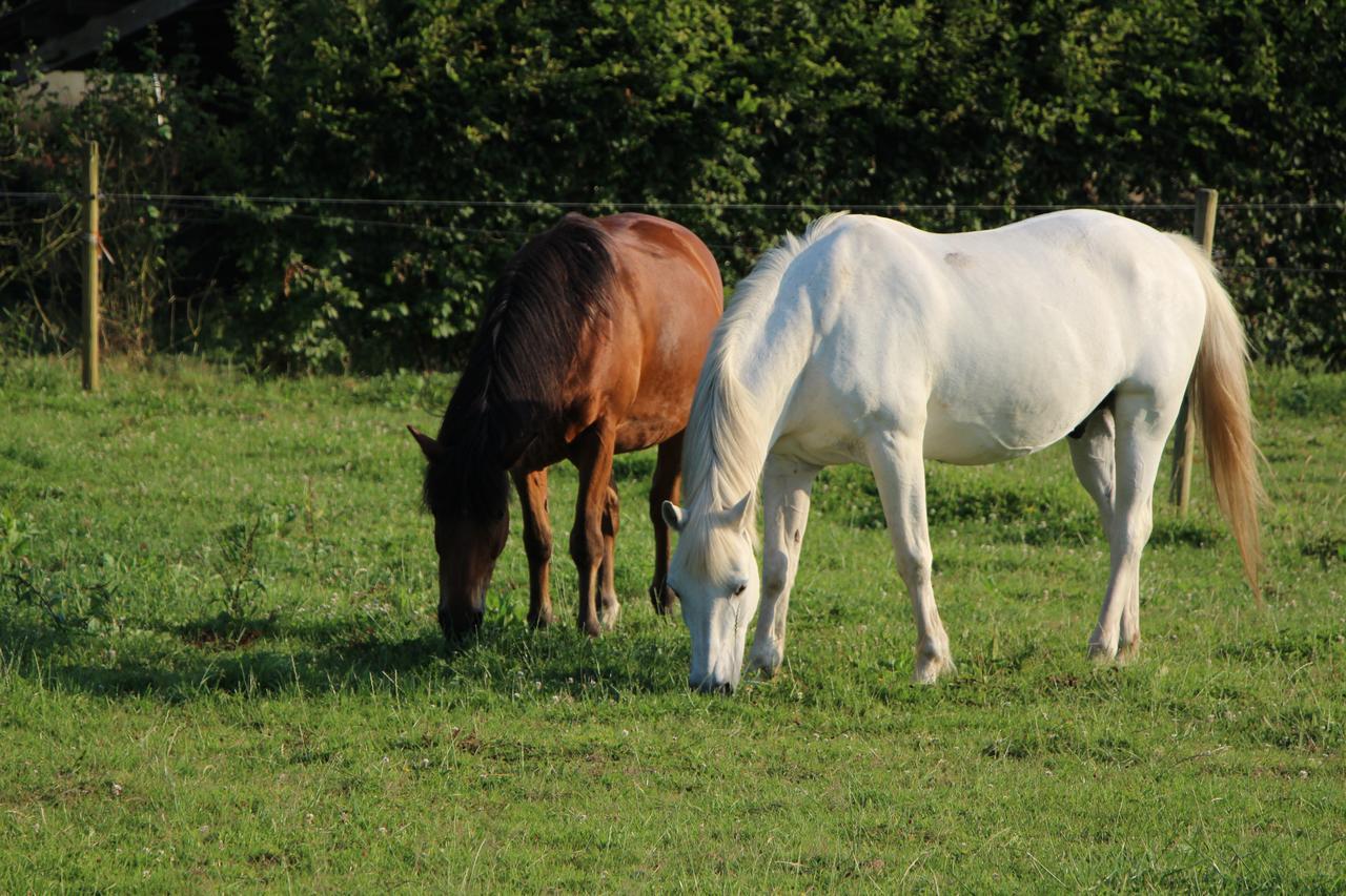 Gite D'Anne Et Ulysse Sept-Freres Luaran gambar